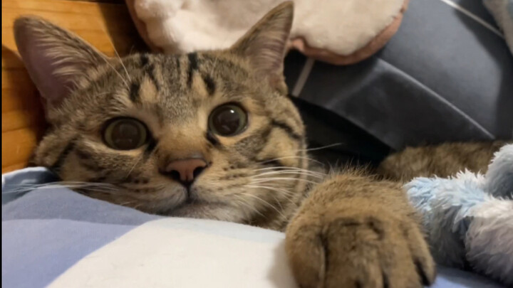 After I finished my shower and came out, I found the little kitten already waiting for me on the bed