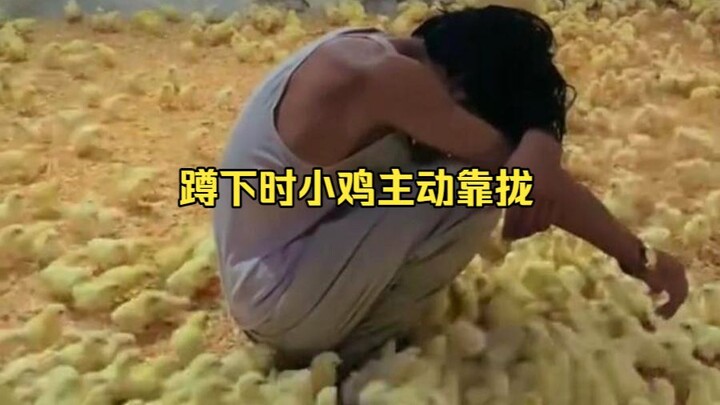 ทำไมลูกไก่ถึงชอบเดินเข้ามาหาเมื่อพี่เลี้ยงนั่งยองๆ ล่ะ?