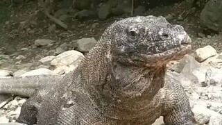 komodo