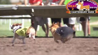 A sprint race for little-legged Corgis