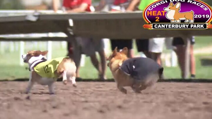 A sprint race for little-legged Corgis