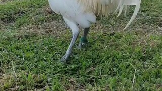 manok ni macky white hatch