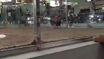 Alimbuyugin samin putol ang buntot 1x winner na.