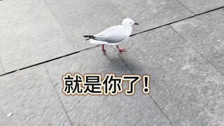 Trying to randomly track a bird, making it feel utterly confused