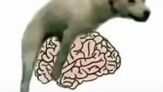 看完感觉脑子被强健了的【Meme合集】