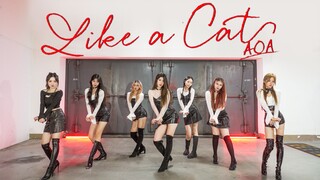 【4k】AOA-Catwalk♥Liệu chú mèo hoang nhỏ bé ở bãi đậu xe có lặng lẽ bước vào trái tim bạn không~