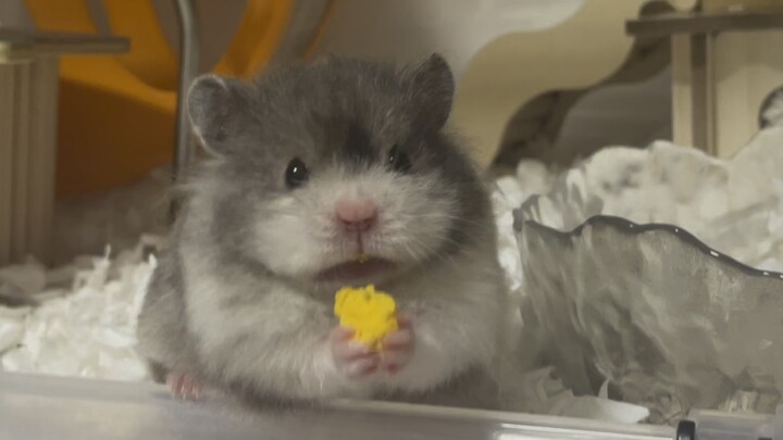 Gặp được đôi mắt mình thích thì tất nhiên phải long lanh rồi!