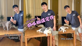 猫咪物理定律是真的‼️