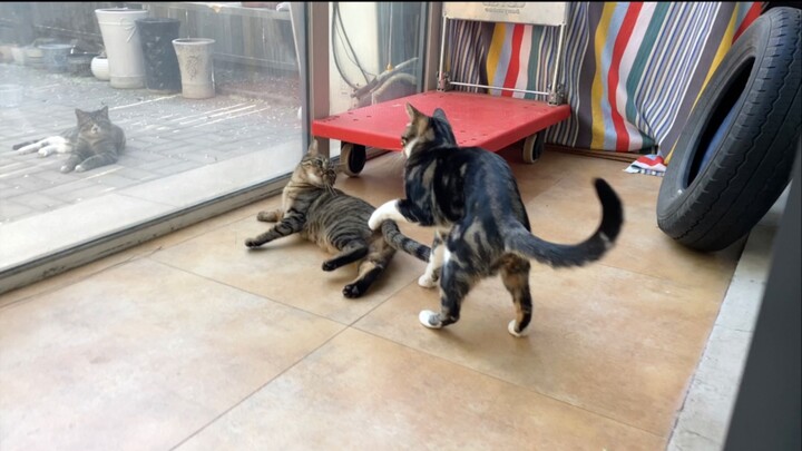 Beard: I was absolutely terrified back then [Pee-Pee is a Cat]