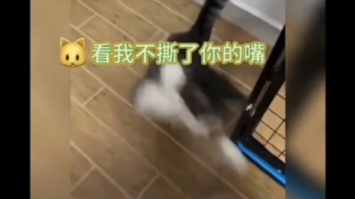 A Cat You Don't Want to Mess With