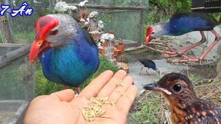 Chào Mừng Em Lửa Trở Lại, Thử Thả Trích Cồ Ra Ngoài và Lên Sỏi Cho Hòn Non Bộ - 7 Ân