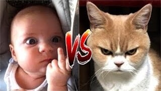 Life Funny Pets - Angry Funny Cats | Funny Cat Reaction Videos