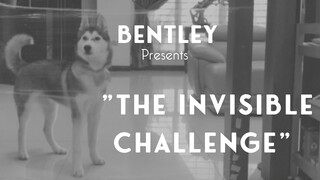 My Husky's Reaction To The Invisible Challenge What!?!?