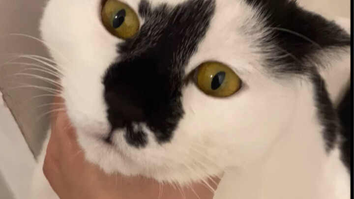 I want to say no, but I don’t dare make it too obvious.