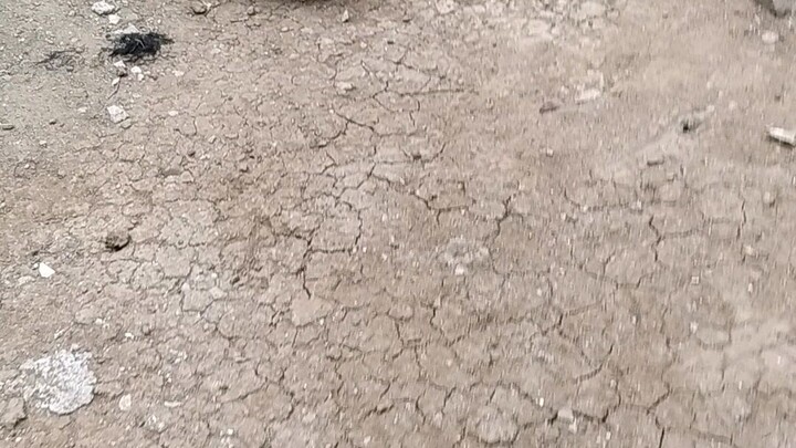 Kanawayon vs dome hatch last spar bago ang laban march-24-2026 culis cockpit arena