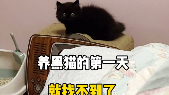 Hari pertama memelihara kucing hitam, kita bilang ini terlalu sulit ditemukan, kan?!