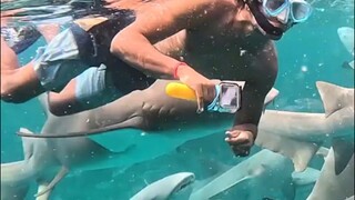 Swimming with Nurse Sharks 🦈