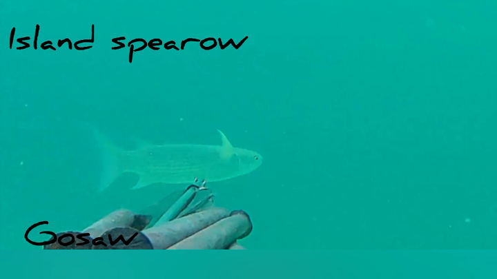 spear fishing mullet fish