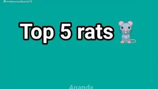 Top 5 Norats😂