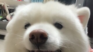 Ternyata telinga Samoyed benar-benar bisa menari