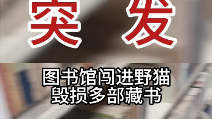 Library Staff: We’ll tighten management and cherish our school’s collection more than ever.