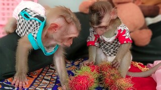 So cute when tiny Toto & Yaya eating rambutan fruit. Toto really love eating rambutan fruit so much