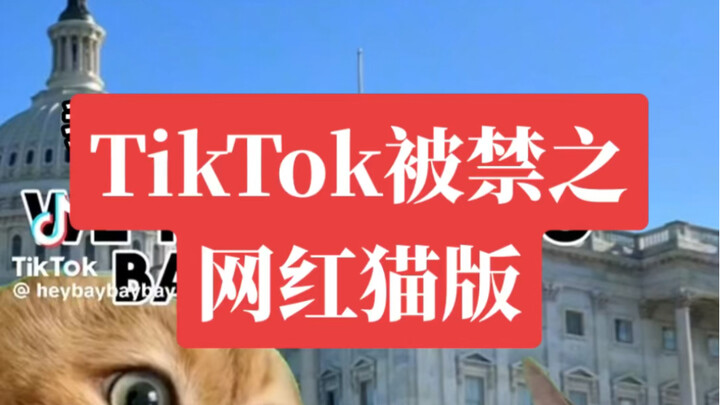 Kucing selebgram sungguhan🔥, di TikTok banyak sekali video yang memanfaatkan kucing selebgram untuk 