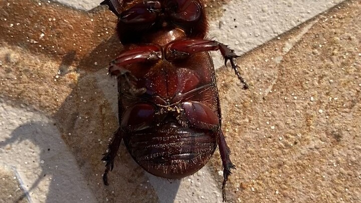 The Big One