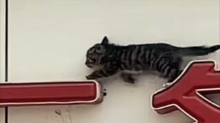 The male and female cats rush forward