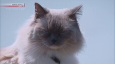 Hokkaido- Spring in Furano - A Cat's-Eye View of Japan
