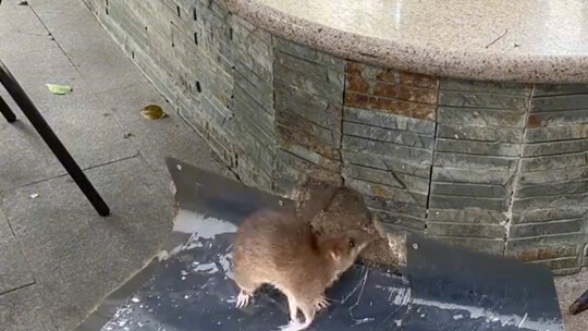 มนุษย์ช่างเลวจริงๆ! ทรมานเป็ด!