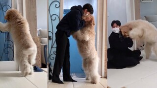 离开巨贵宝宝5分钟 vs 5小时 vs 5天，黏人精狗子逐渐起飞