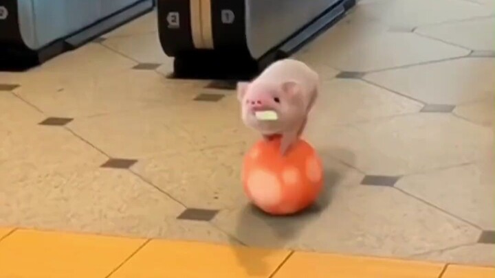 Who’d still dare to say that little piggy is both dumb and clumsy?