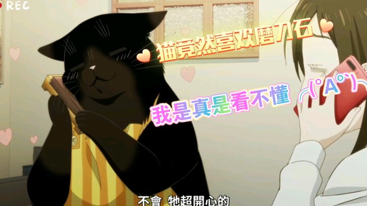 能干的猫今天也忧郁6猫咪的艺术照换来一块高级磨刀石