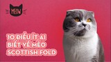 Mèo Tai Cụp Scottish Fold: 10 Sự Thật Kỳ Lạ Ít Người Biết