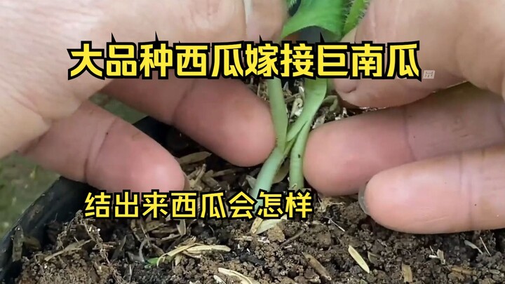 大型品种西瓜嫁接巨型南瓜上，两株根系同时供应西瓜生长，西瓜是怎么生长的。结果不可思议