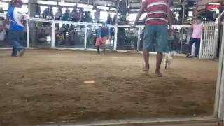 Dcr