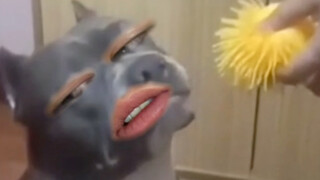 直接拍我呗