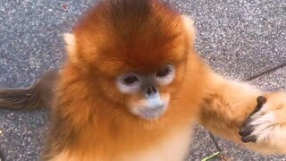 Monkeys in Mount Emei: These guys are definitely posing for photos.