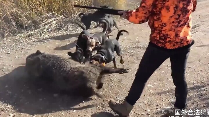 Tiêu diệt trần nhà lợn rừng