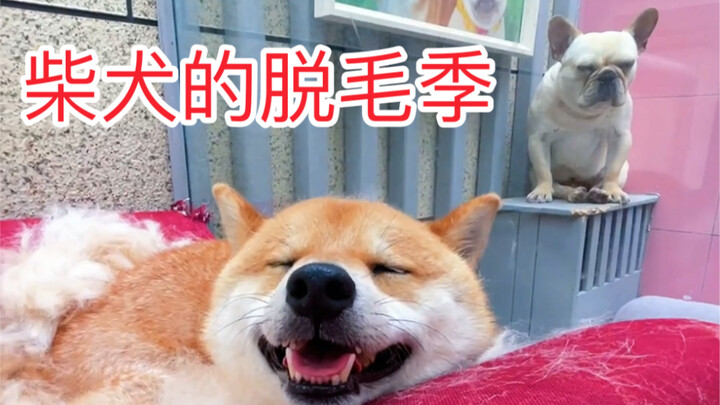 It’s shedding season for Shiba Inus again—let me show you just how much fur it loses…