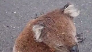 A cute and silly little koala fell onto the road, and a young man came over to give it a hand.