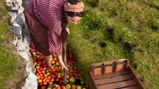 秋天收苹果做苹果酒