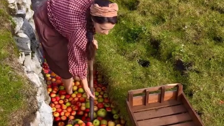 جمع التفاح في الخريف لصنع نبيذ التفاح