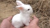 [Động vật] Khi cầm trên tay chú thỏ tai cụp, là sẽ gắn bó đến trọn đời