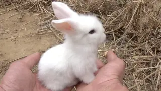 Super Cute Lop Rabbit