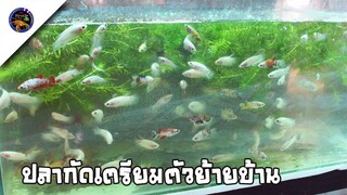 ปลากัดสีหลุด โค่ย นีโม่ ไทเกอร์ เตรียมตัวย้ายบ้าน ส่งจริงแถมจริงสไตล์korattv