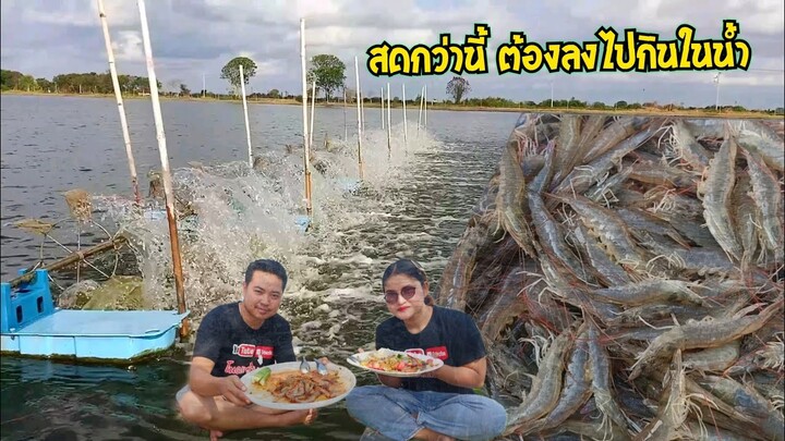 กุ้งขาว แวนนาไม กุ้งเต้นยักษ์ ตำกุ้งสด ริมบ่อ หวาน เด้ง (เปิดตัวอย่างเป็นทางการ)