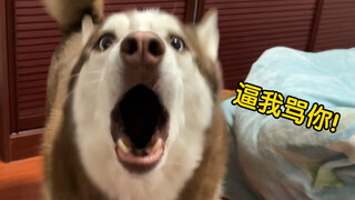 Pitbull: I admit I was speaking too loudly just now—don’t take it to heart!