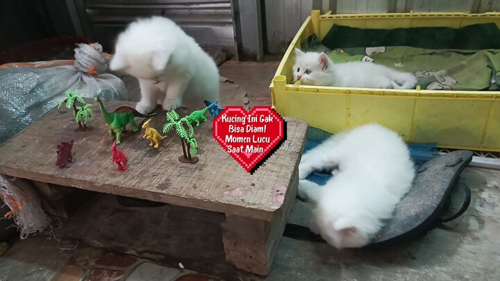 Kucing Ini Gak Bisa Diam! Momen Lucu Saat Main 🐱✨